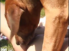 Some Of Those Dogs Are Huge And Can Be Very Aggressive
