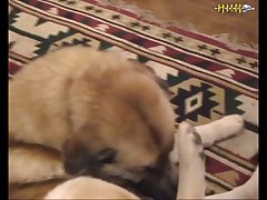 How To Fuck A Fixed Dog