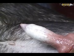 dog porn