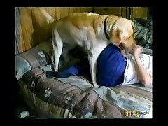 Animal To Animals Sex