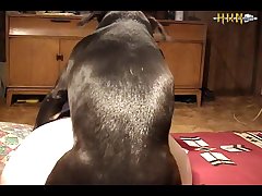 Girl Doing Sex With Animal