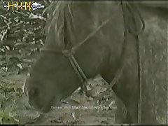 Animal Sex Scene Movie Ranbir