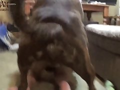 Sex With An Animal