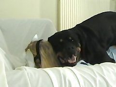 Dog Ass Fuck Compilation