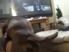 Man On Dog Porn