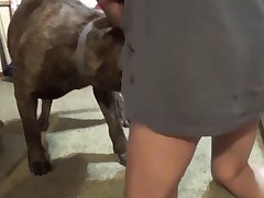 Zoofilia Sexo