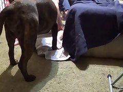 Guy Having Sex With Animal