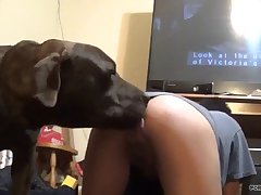 Horse Cock Dildo Porn