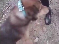 Animal And Human Have Sex