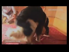 Small Female Dog Porn