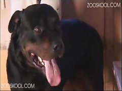 Chinese Dog Porn