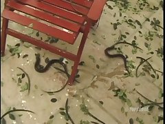 Horse Cock Hentai Porn