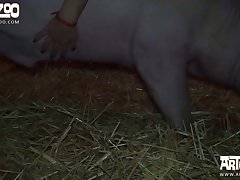 Best Animal Sex