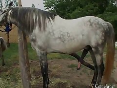 Horse House Porn