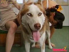 Onlyfans Animal Porn
