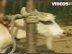 Porn Image Animal