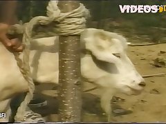 Porn Image Animal