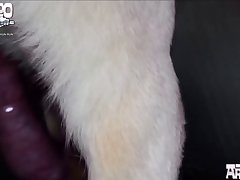 Animal Sex Porn Women