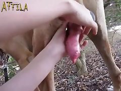 Porn With Female Animal