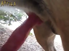 Porn With Female Animal