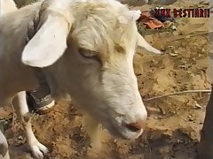 dog porn