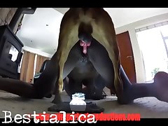 dog porn