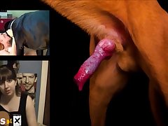 Porn Animal Lick