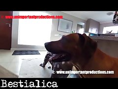 Free Porn Animal Movies