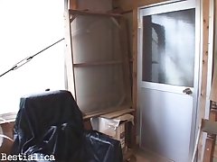 Animal Porn Vidio