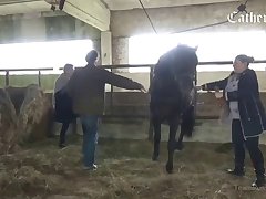 Elsa Animal Porn