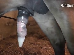 Hd Porn Video Animal