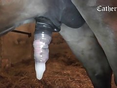 Hd Porn Video Animal