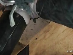 Animal Crush Porn