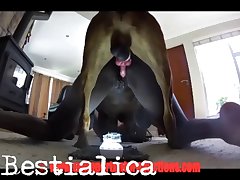 Porn Video Download Animal