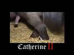 Is Watching Animal Porn Illegal In India