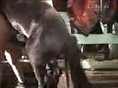 Animal Porn Video Download