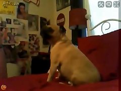 Zoofilia Amateur Videos