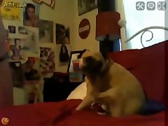 Zoofilia Amateur Videos
