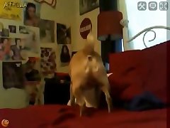 Zoofilia Amateur Videos