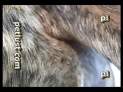 Porno Xxx Zoofilia