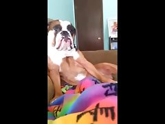 Videos Zoofilia Amateur