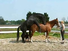 Zoofilia Free Videos