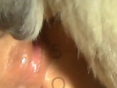 Zoofilia Mamada De Perro