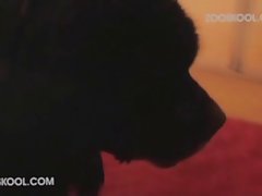 Videos Pornos D Zoofilia