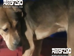 Chupando Zoofilia