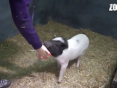 dog porn