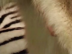 Zoofilia Paraguaya