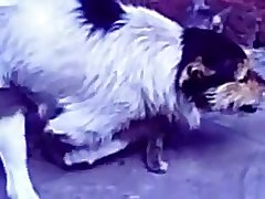 35.dog Fucking Cat