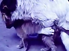 35.dog Fucking Cat