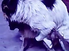 35.dog Fucking Cat